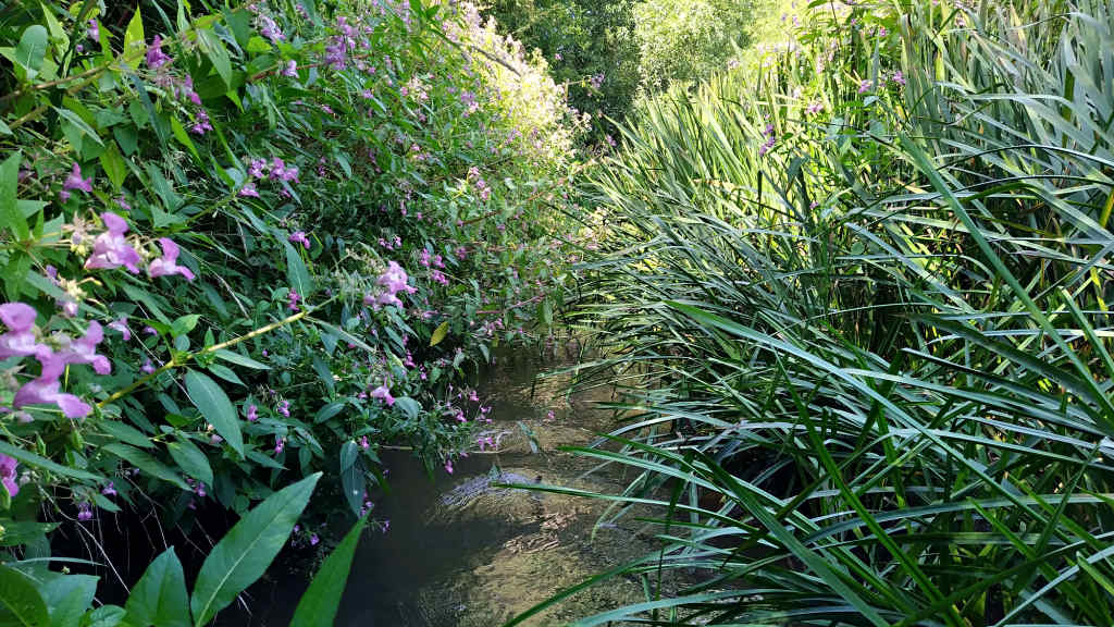 Photo of the Balsam and Reeds